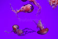 Jellyfish habitat