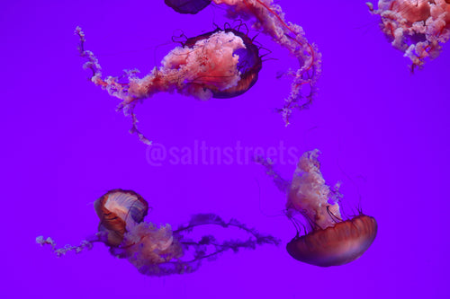 Jellyfish habitat