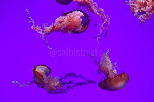 Jellyfish habitat
